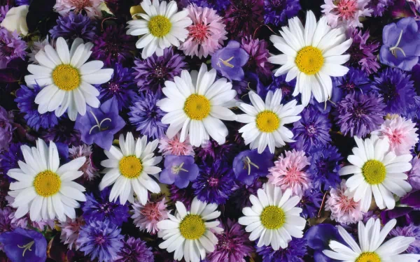 purple flower white flower daisy cornflower nature flower HD Desktop Wallpaper | Background Image