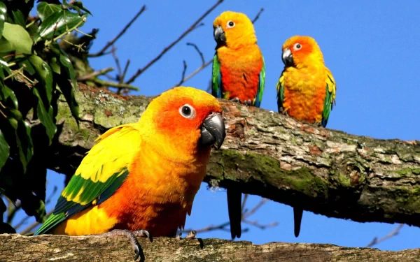 Three vibrant sun parakeets perch on a branch against a clear blue sky, showcasing their bright orange and yellow feathers in this HD desktop wallpaper.
