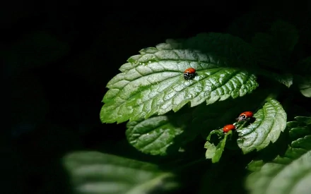 Animal ladybug HD Desktop Wallpaper | Background Image