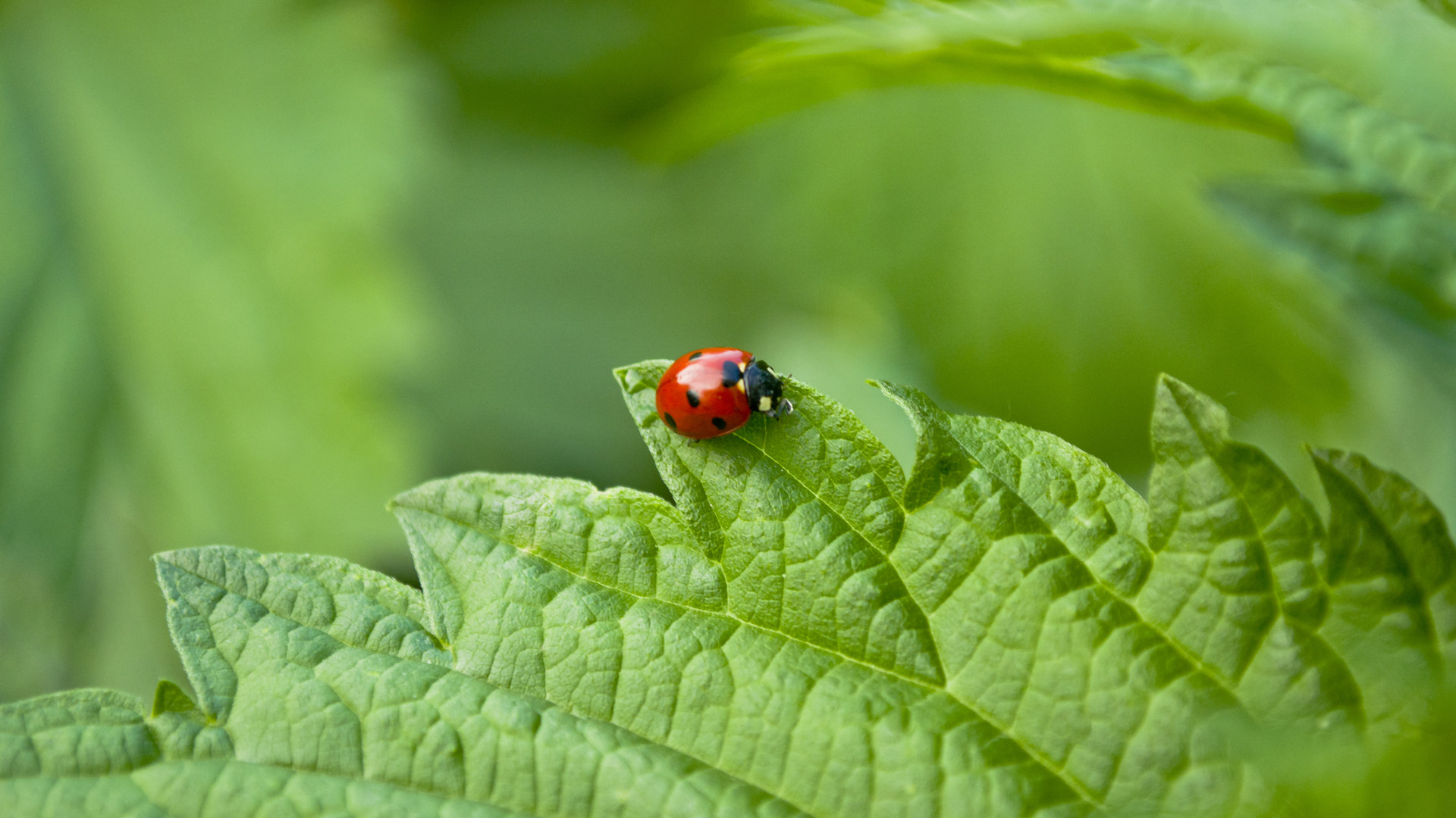 Animal Ladybug Wallpaper