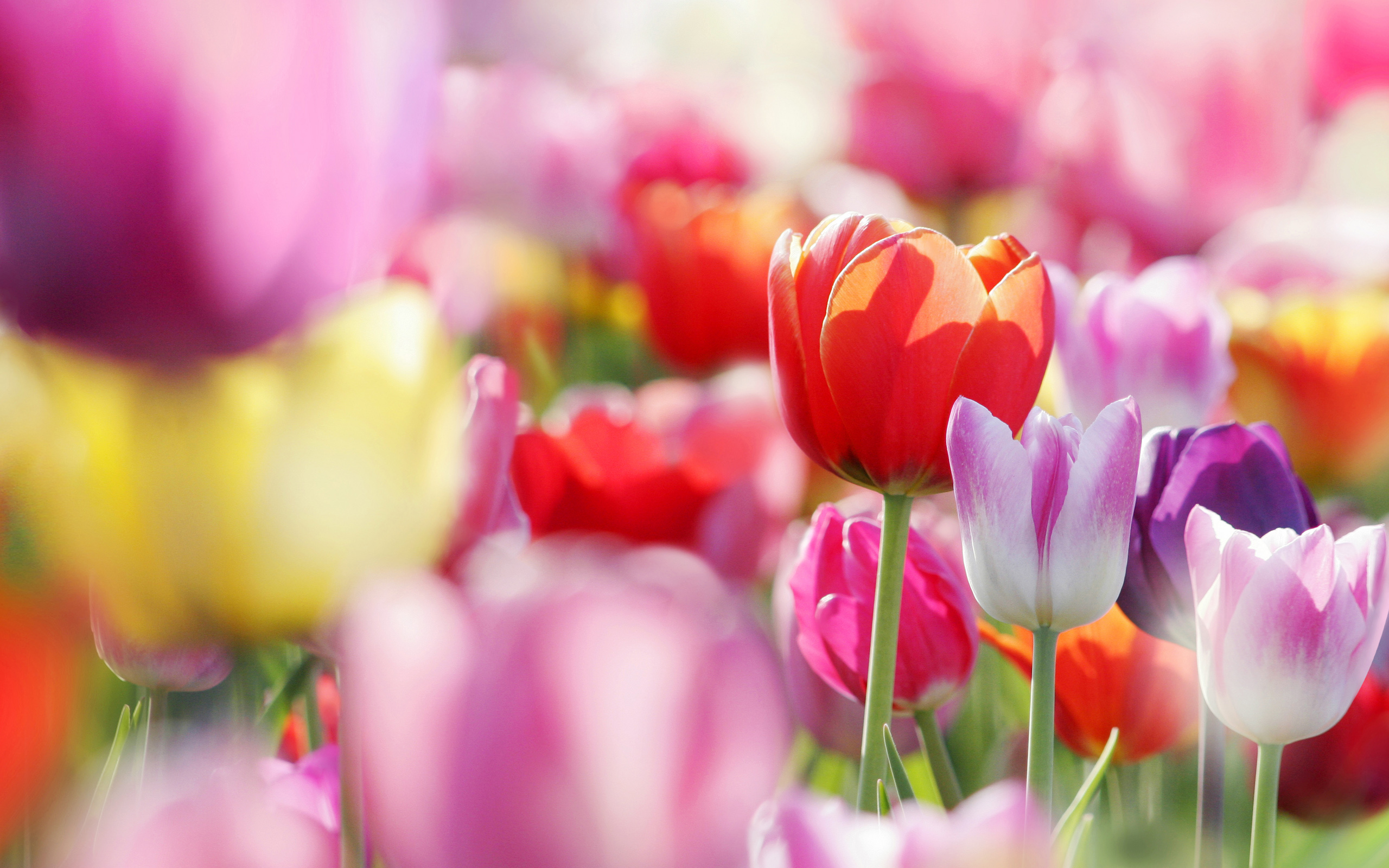 Download Flower Nature Tulip HD Wallpaper