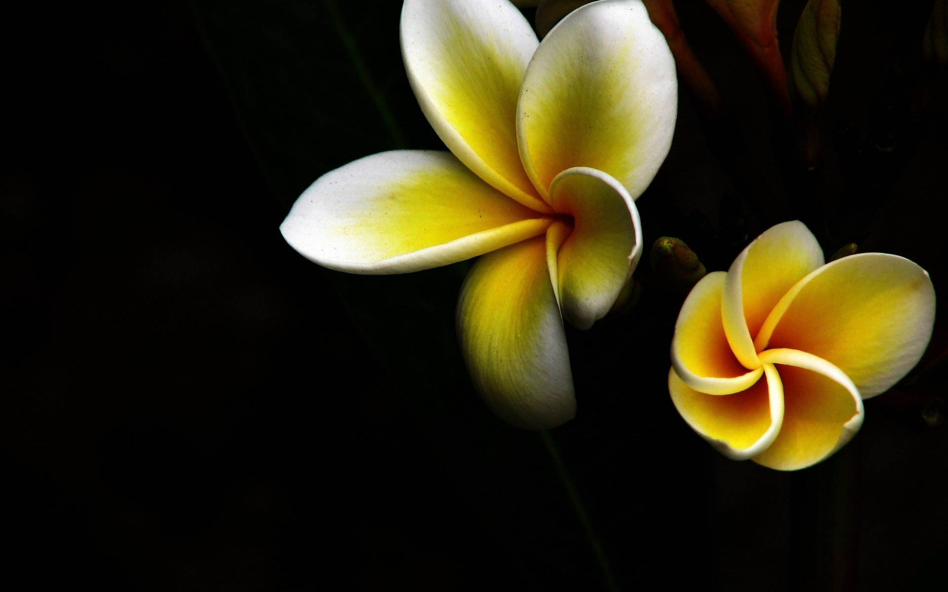 Download Flower Nature Frangipani HD Wallpaper