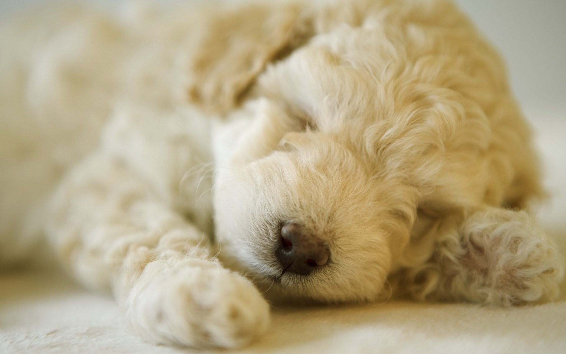 Download Animal Dog HD Wallpaper | 2560x1600 | Wallpaper Abyss
