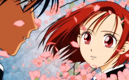 HD desktop wallpaper of Miyazawa Yukino and Arima Soichirou from the anime His and Her Circumstances, gazing amid falling pink cherry blossom petals.