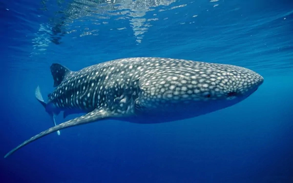 A majestic whale shark glides gracefully through the clear blue ocean, captured in stunning detail for an HD PC desktop wallpaper and background.