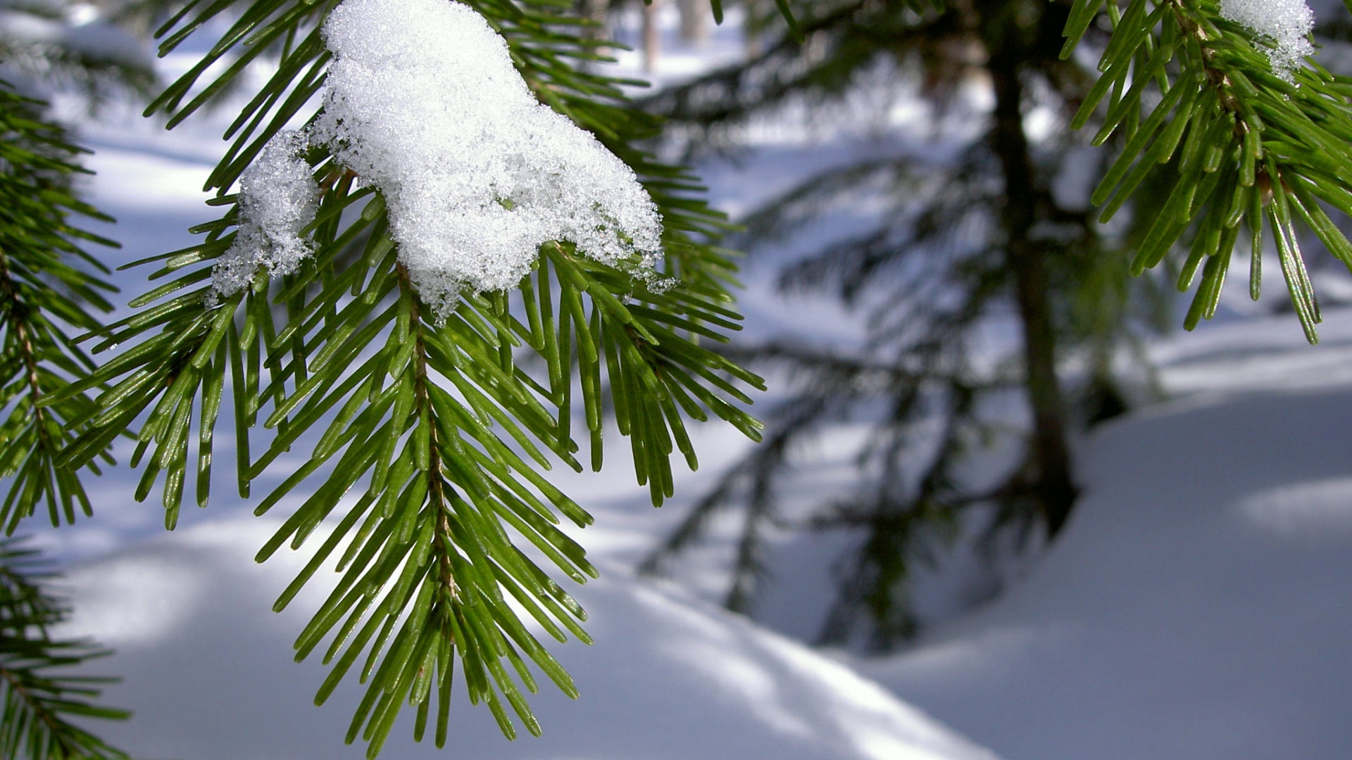 Download Nature Close-up HD Wallpaper