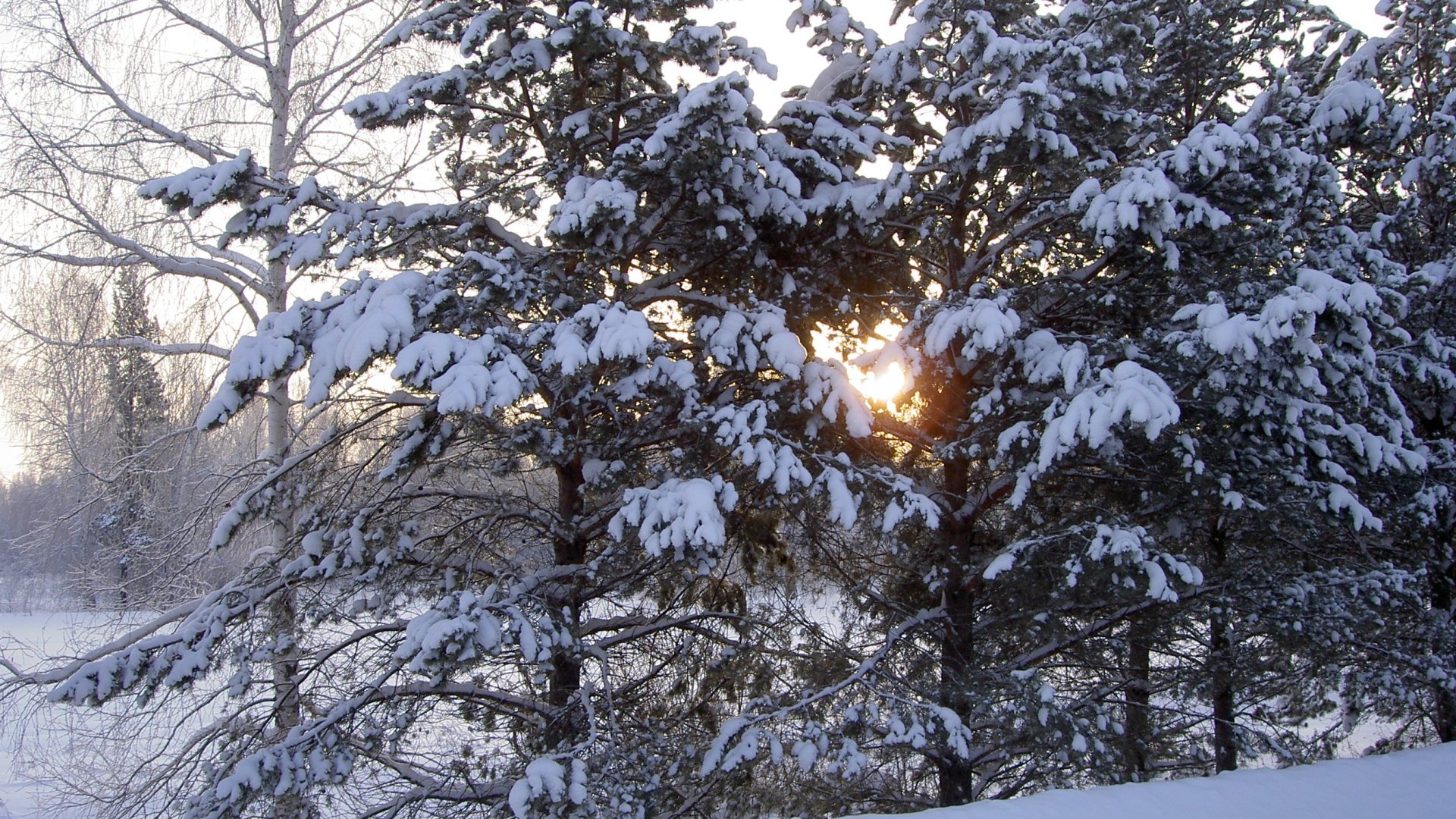 Download Nature Winter HD Wallpaper