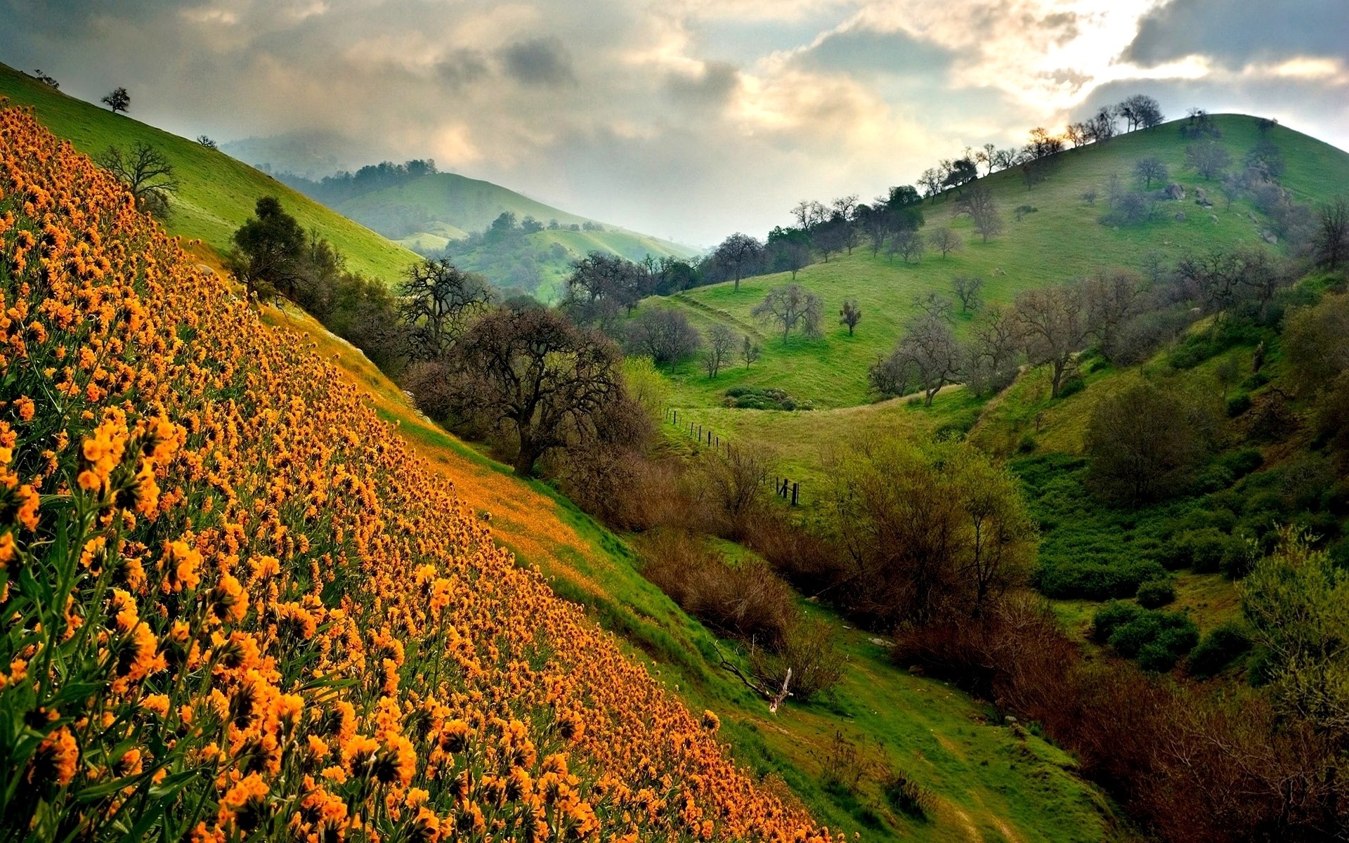 HD PC desktop wallpaper featuring a vibrant nature landscape with rolling green hills and fields of orange wildflowers under a cloudy sky.