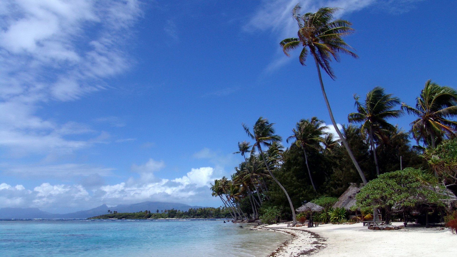 A serene beach scene featuring clear waters and swaying palm trees under a bright blue sky, captured in stunning detail for an HD desktop wallpaper.