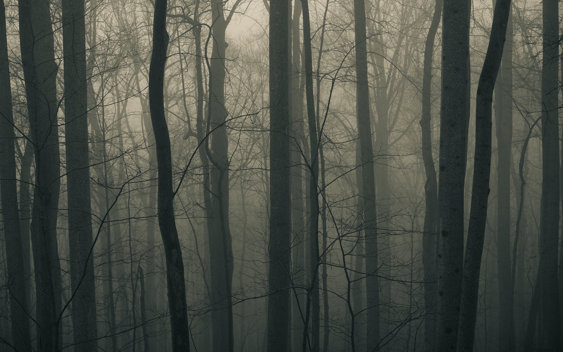 HD PC desktop wallpaper of a foggy forest with tall bare trees, showcasing a serene and mysterious natural atmosphere.