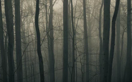 HD PC desktop wallpaper of a foggy forest with tall bare trees, showcasing a serene and mysterious natural atmosphere.
