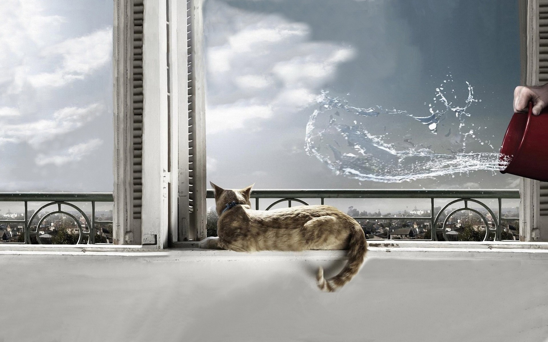 Animal Cat HD Wallpaper