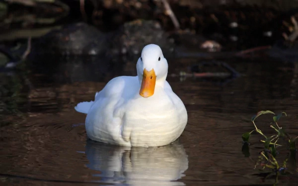  White Duck
