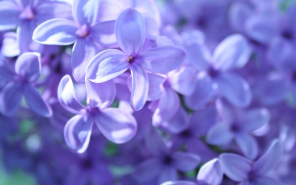 60+ Lilac HD Wallpapers | Background Images