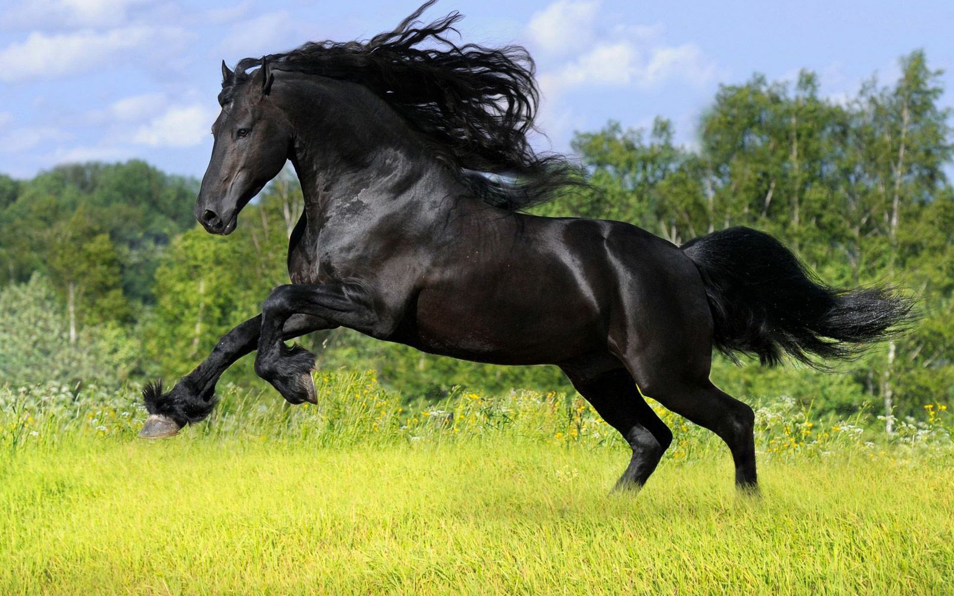 A stunning black horse leaps gracefully across a lush green field, framed by trees and a clear blue sky, creating a captivating HD wallpaper and background.