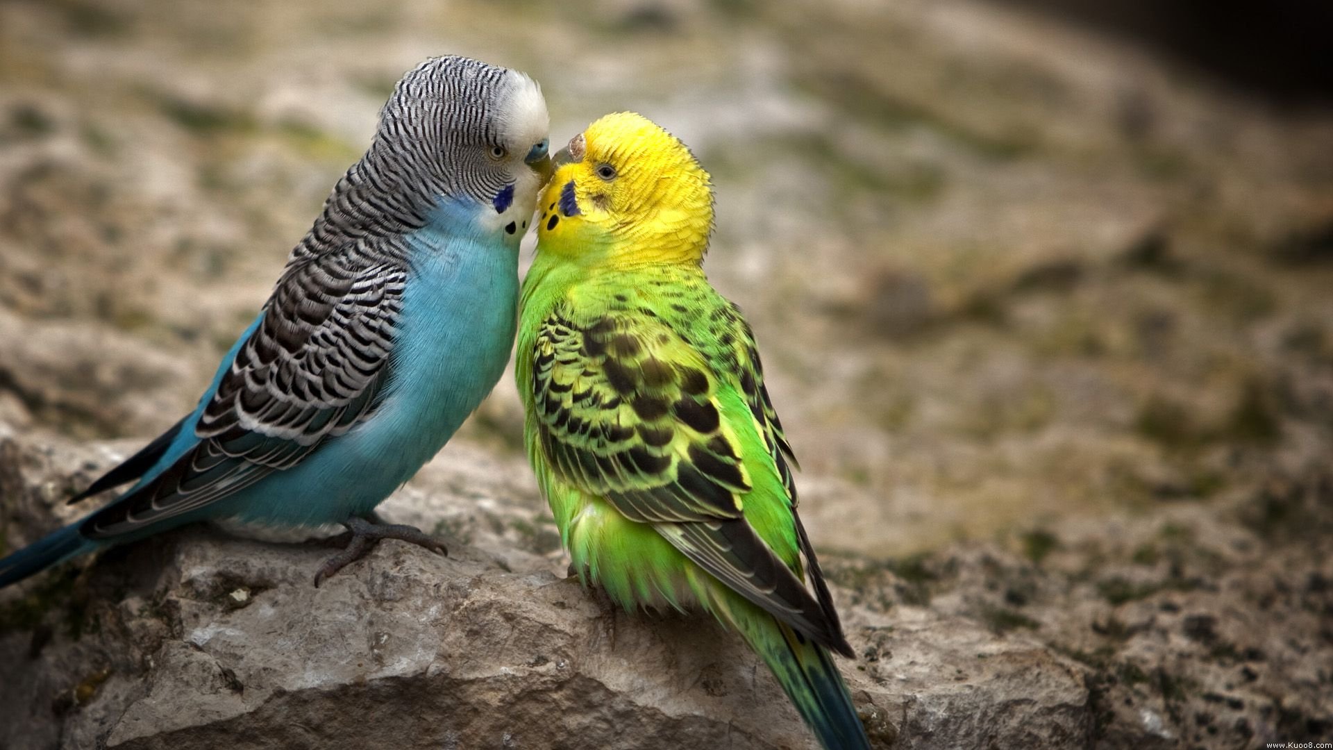 Two colorful budgerigar birds, one blue and one yellow-green, perched closely together on a rocky surface. HD animal desktop wallpaper.