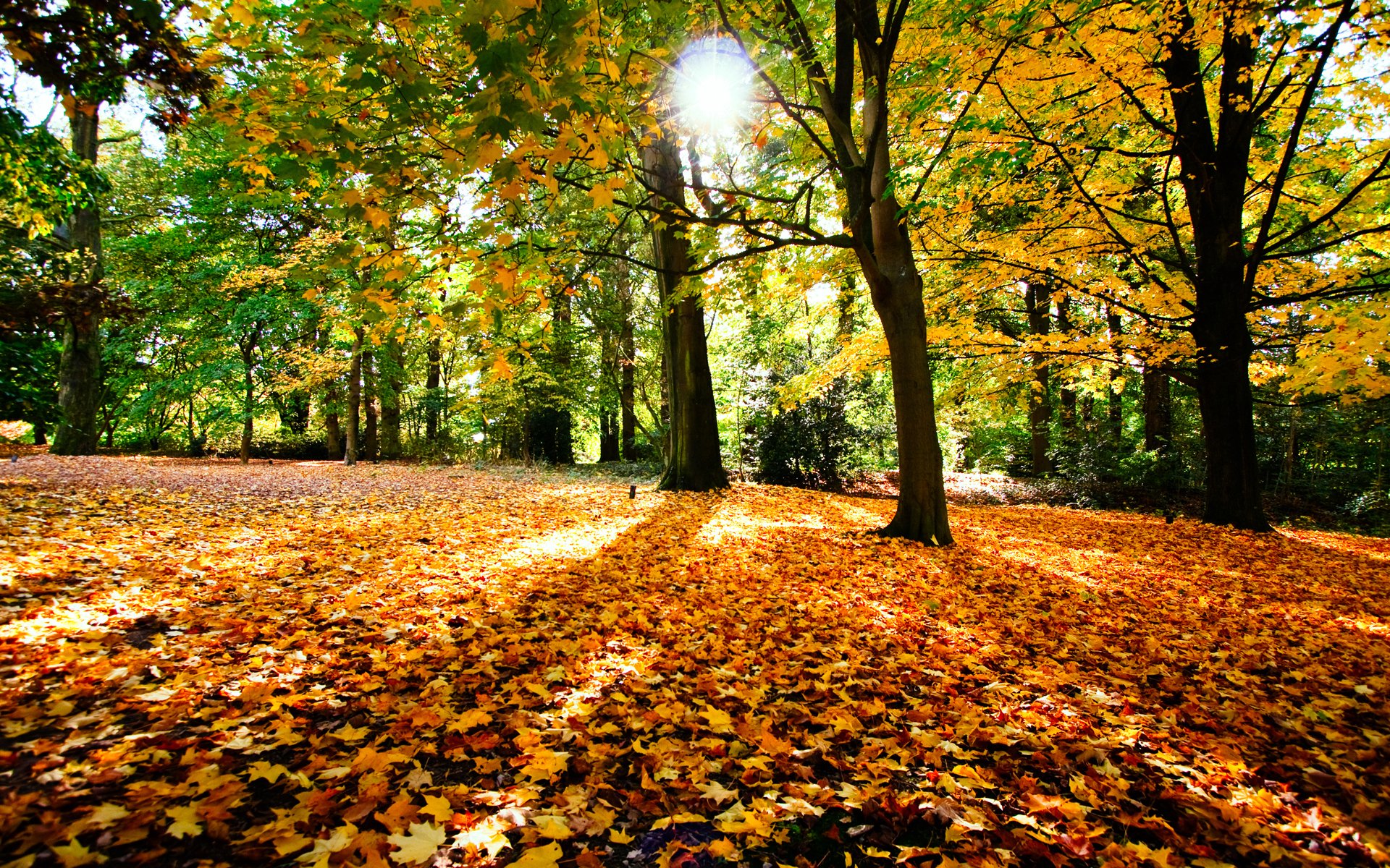 Download Photography Fall HD Wallpaper