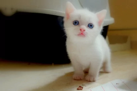 HD PC desktop wallpaper of an animal cat: a tiny white kitten with blue eyes standing on a floor against a soft, blurred background.