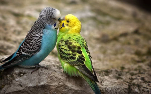 Two colorful budgerigar birds, one blue and one yellow-green, perched closely together on a rocky surface. HD animal desktop wallpaper.