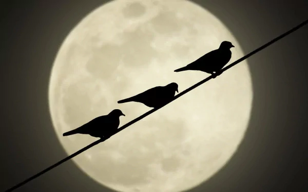 bird artistic tranquil HD Desktop Wallpaper | Background Image