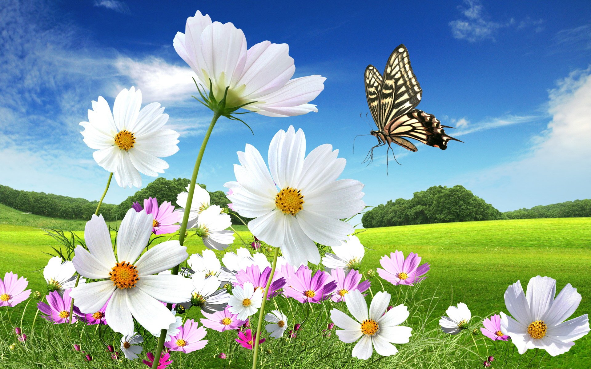 HD desktop wallpaper featuring a vibrant field of white and pink flowers under a bright blue sky with a butterfly in mid-flight, blending photography and digital manipulation.