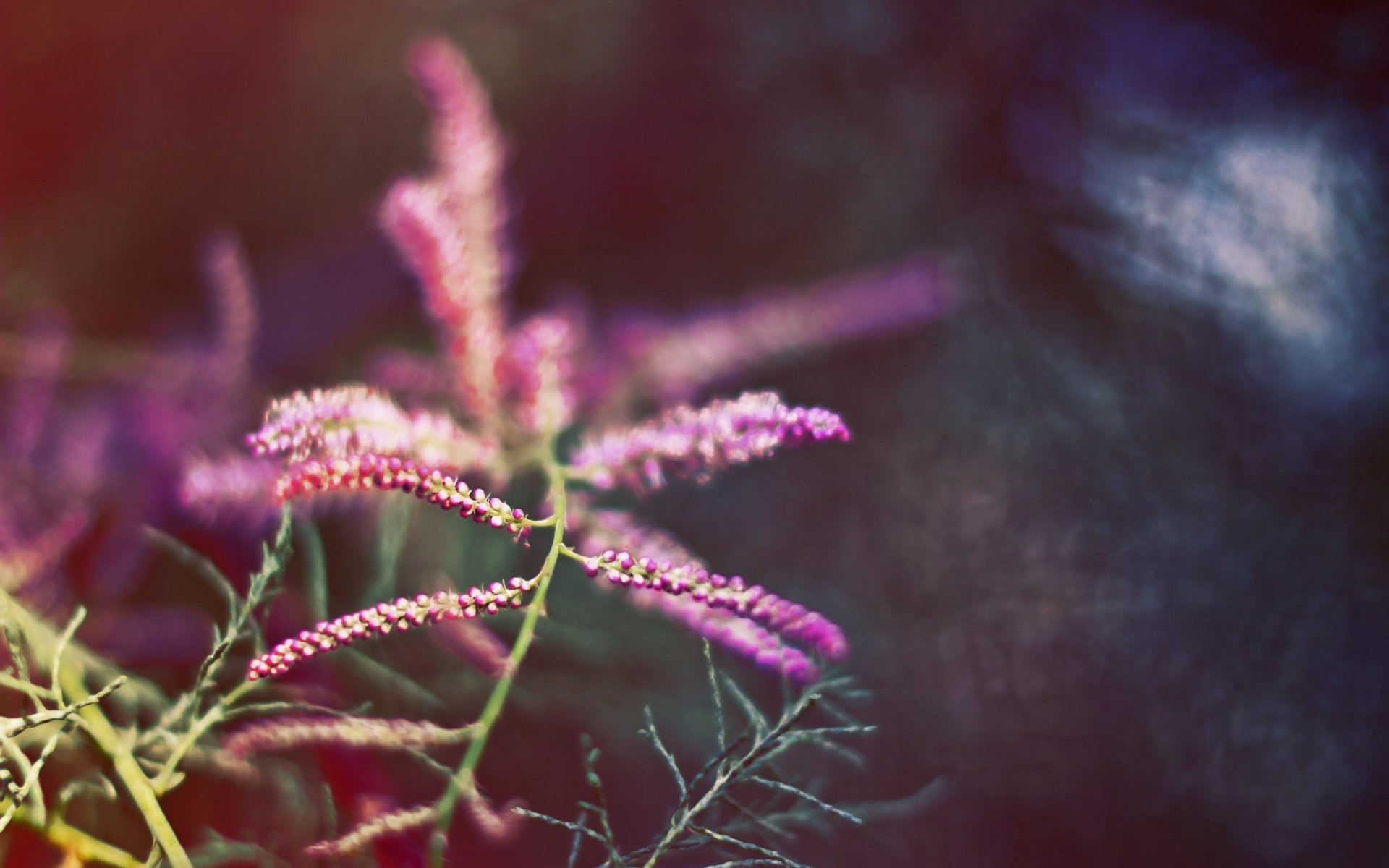 Download Nature Close-up HD Wallpaper