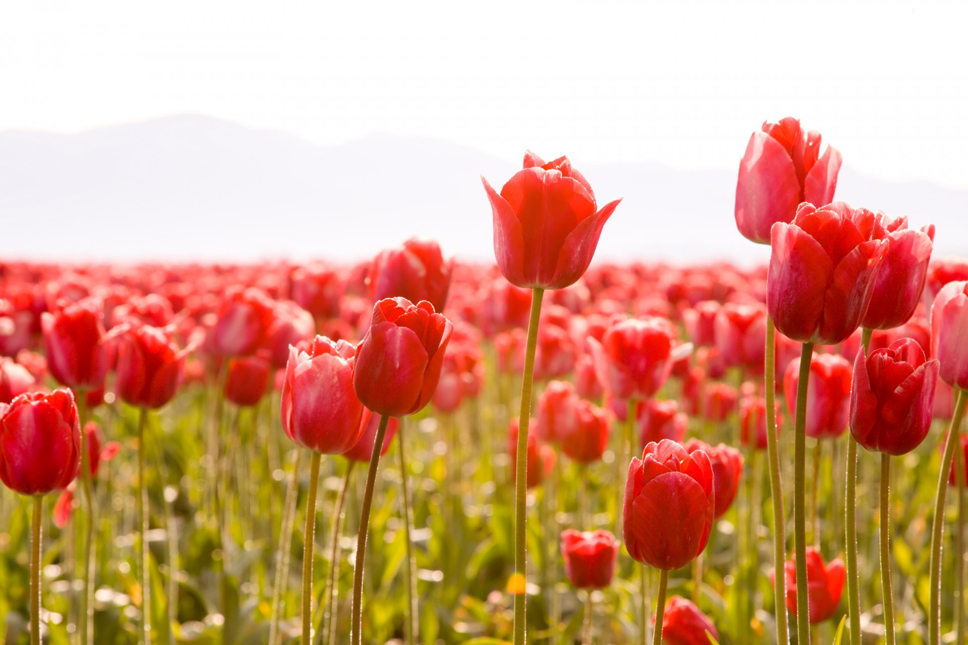 Download Flower Nature Tulip HD Wallpaper | 3504x2336 | Wallpaper Abyss
