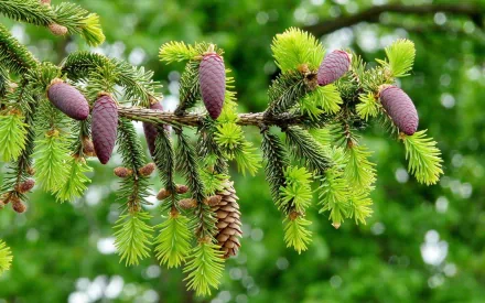 nature pine tree HD Desktop Wallpaper | Background Image