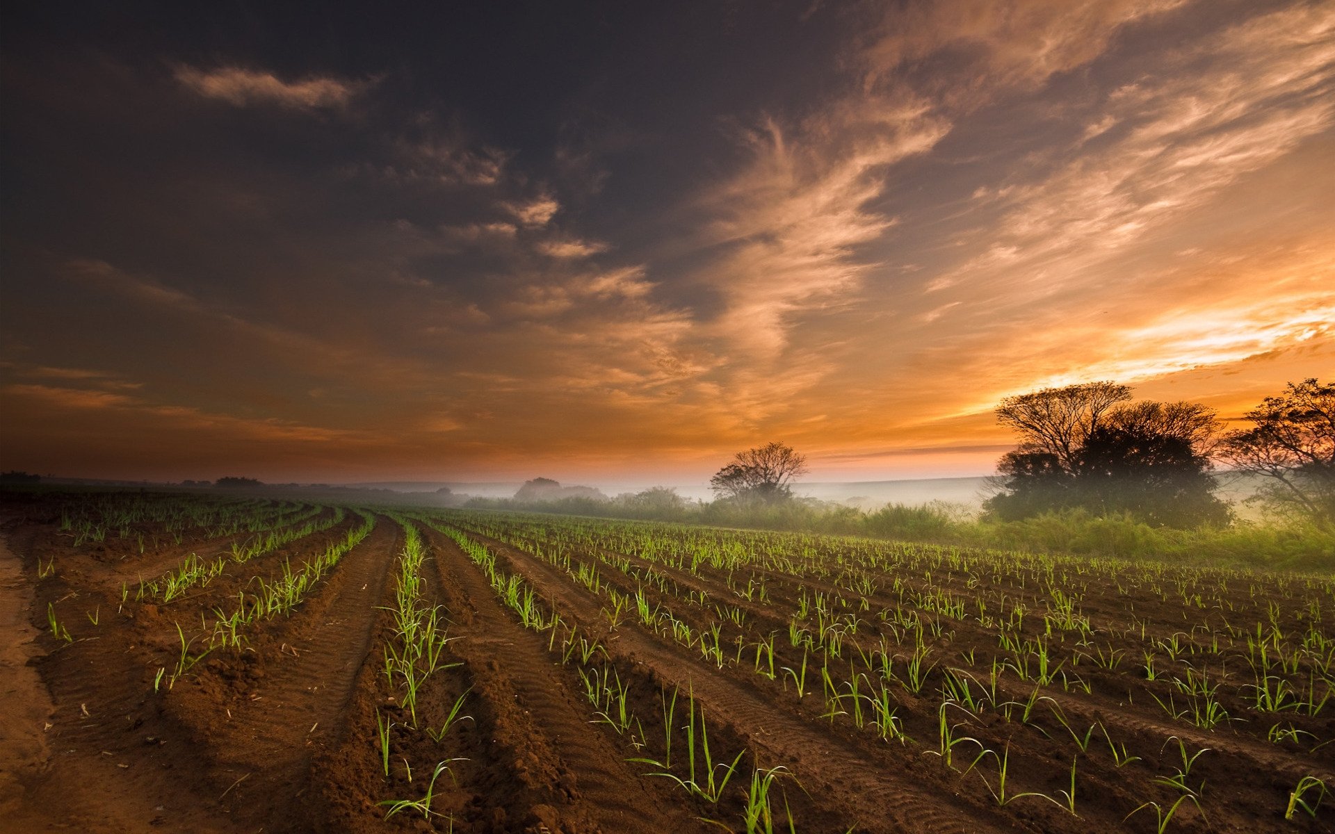 Download Nature Field HD Wallpaper