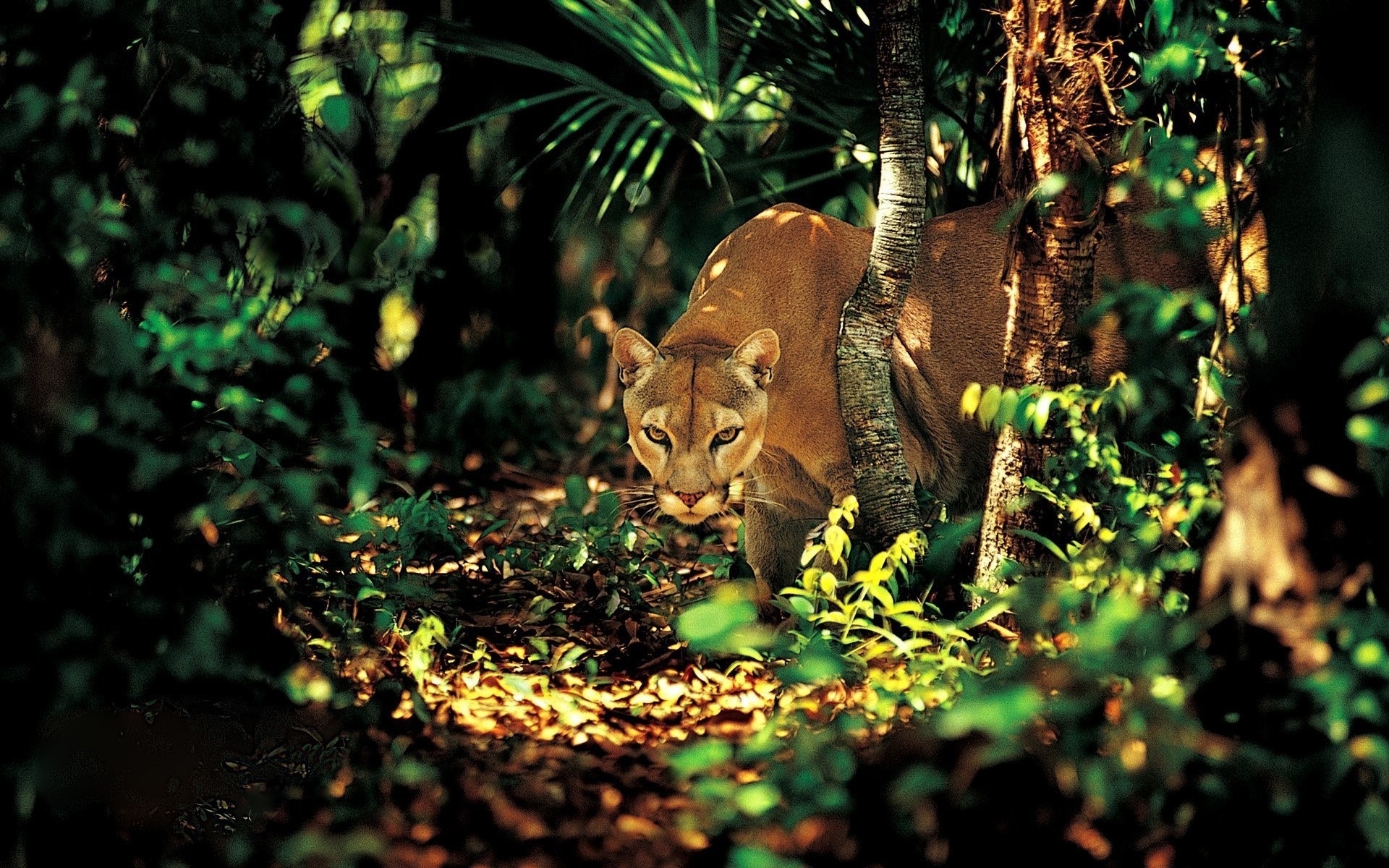 Animal Cougar HD Wallpaper | Background Image