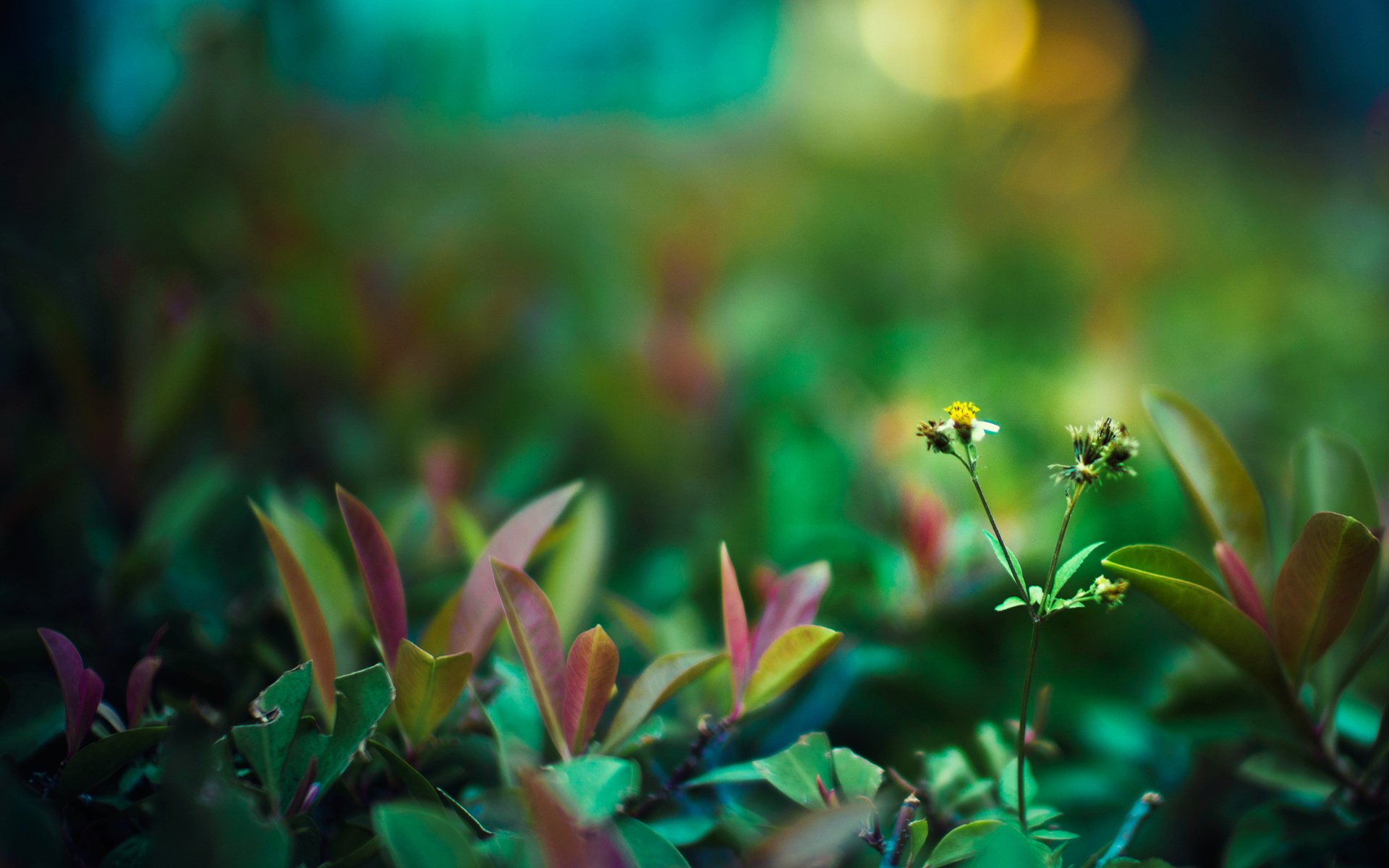 HD close-up nature wallpaper featuring vibrant green foliage with soft, colorful bokeh in the background, creating a peaceful and vivid desktop background.