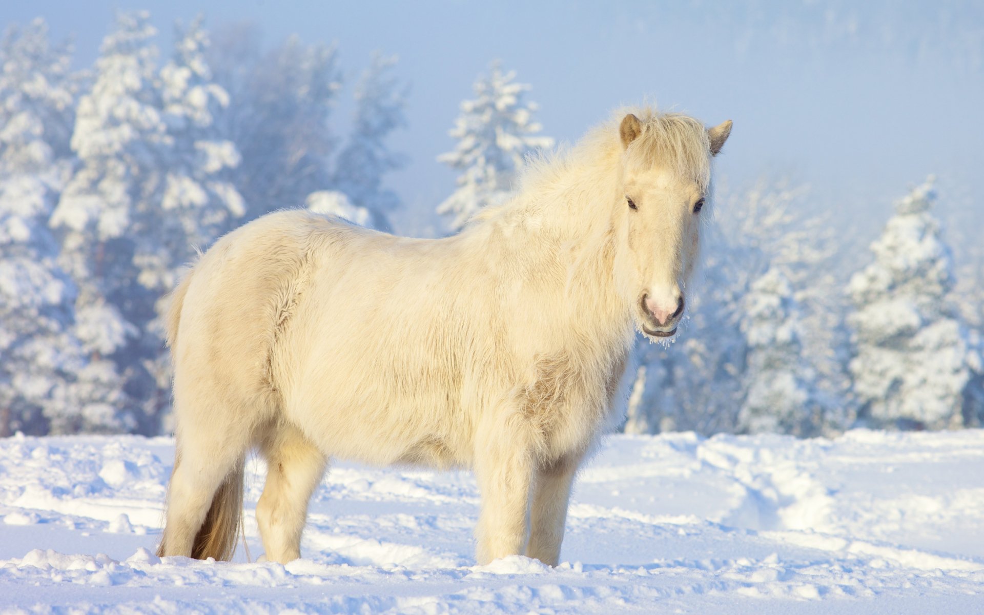 White horse standing in a snowy forest clearing, serene winter scene — 2K Quad HD PC desktop wallpaper/background. Animal: horse.