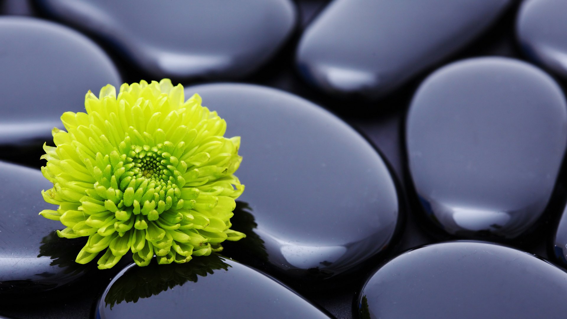 A vibrant green flower rests on smooth black stones, creating a serene and calming atmosphere in this HD desktop wallpaper and background.
