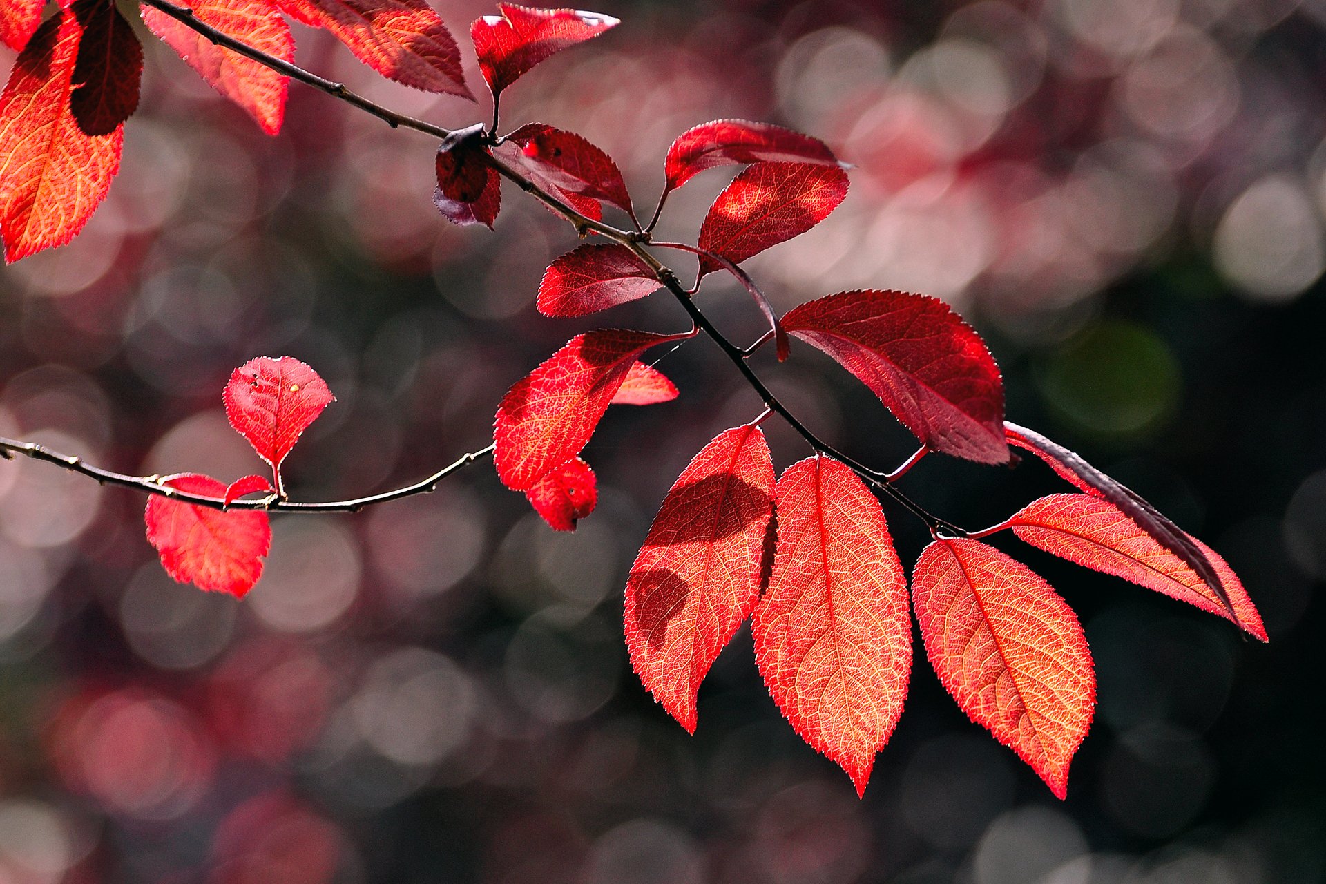 Ветка осенних листьев. Красивые листья. Красивое литье. Осенняя ветка. Осенние листья Макросъемка.
