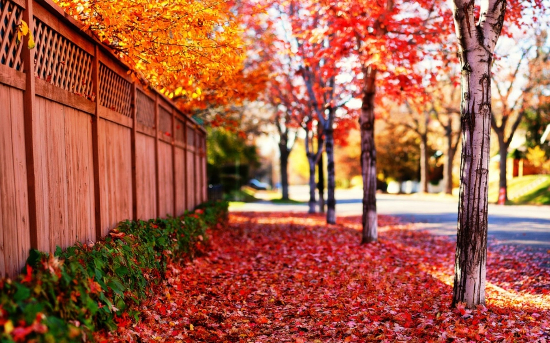 HD desktop wallpaper featuring a close-up of vibrant fall leaves scattered along a tree-lined street with a wooden fence, captured in detailed autumn photography.