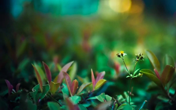 nature close-up HD Desktop Wallpaper | Background Image