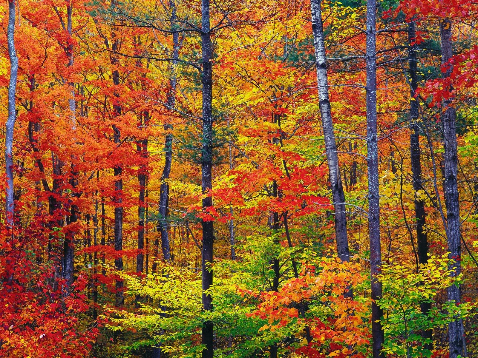 Colorful nature tree wallpaper