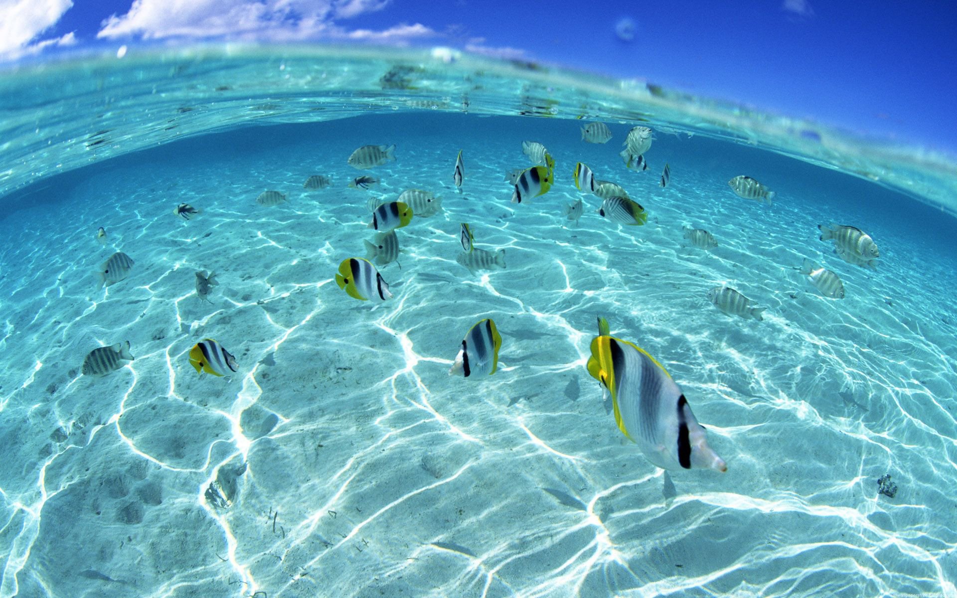 A vibrant underwater scene featuring butterflyfish swimming among sparkling blue waters, under a clear sky with clouds, creating a stunning HD desktop wallpaper.