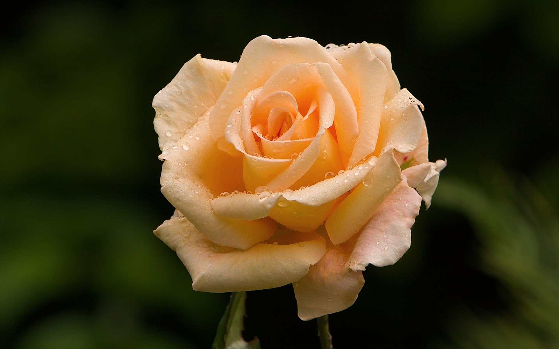 Close-up HD desktop wallpaper of a peach rose with water droplets on its petals against a soft dark green natural background.