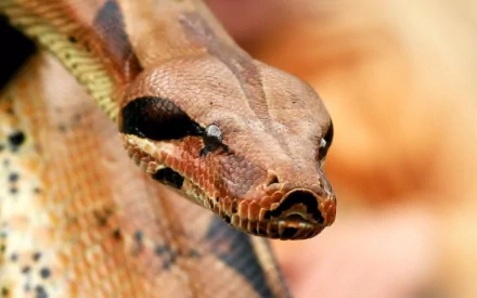 boa Animal snake HD Desktop Wallpaper | Background Image
