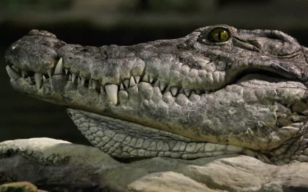 Animal crocodile HD Desktop Wallpaper | Background Image
