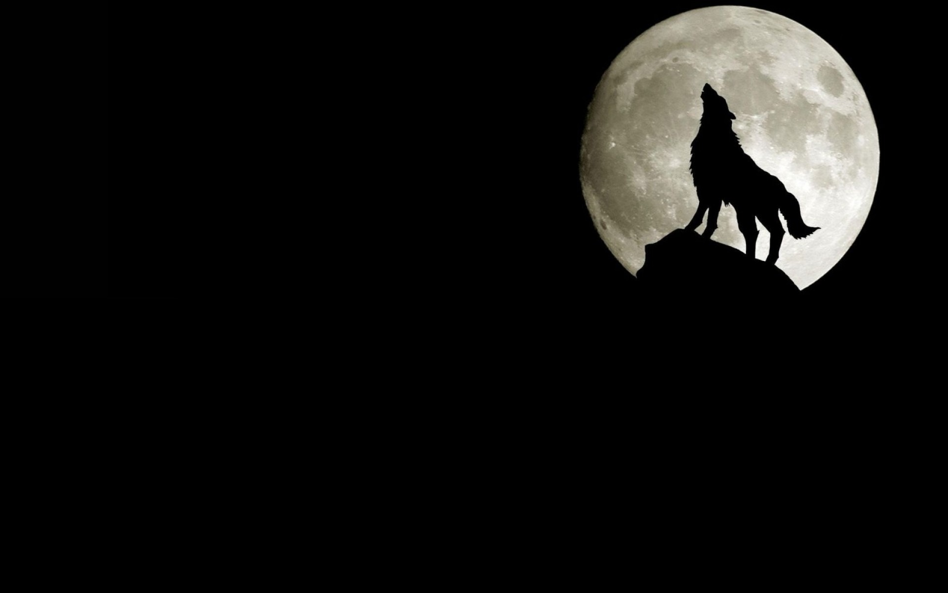 Animal Wolf HD Wallpaper | Background Image