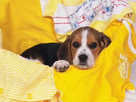 A beagle puppy rests on a cozy yellow blanket, surrounded by cheerful fabrics, creating a warm and inviting atmosphere in this HD desktop wallpaper.