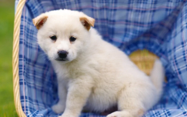 A cute puppy sits in a basket with a blue checkered blanket, creating an adorable HD desktop wallpaper and background.