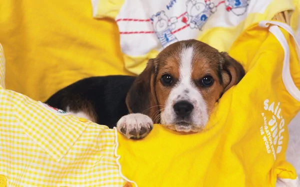 A beagle puppy rests on a cozy yellow blanket, surrounded by cheerful fabrics, creating a warm and inviting atmosphere in this HD desktop wallpaper.