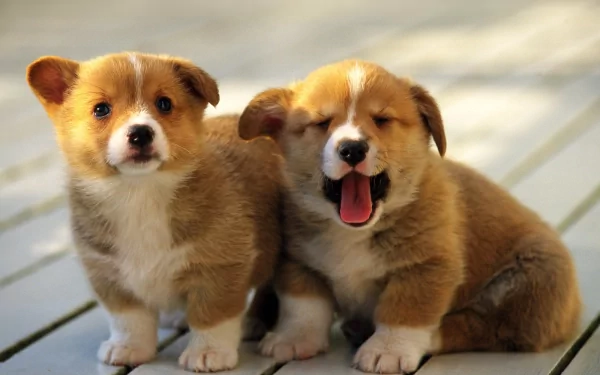 dog puppy Animal corgi HD Desktop Wallpaper | Background Image