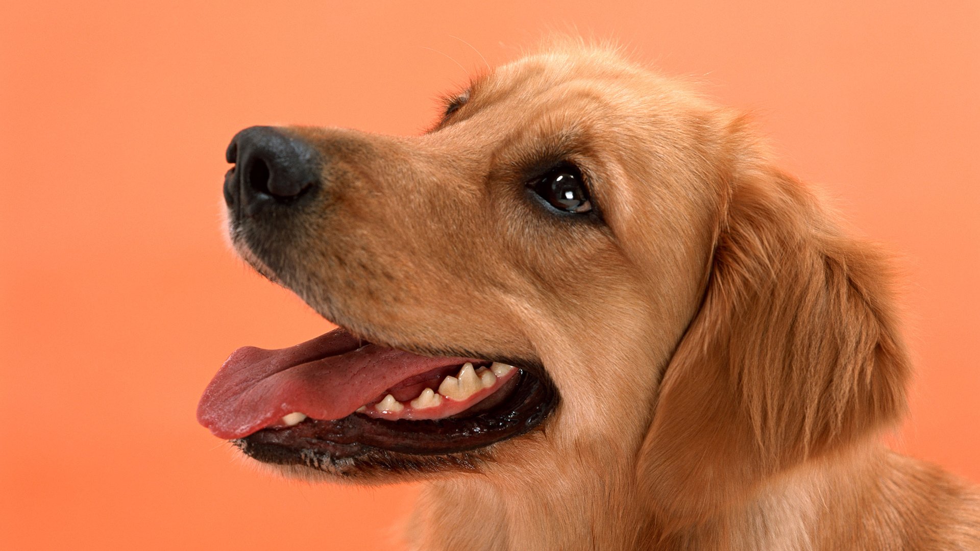 Köpek HD Duvar kağıdı Arka plan 1920x1080 ID228714 Wallpaper Abyss