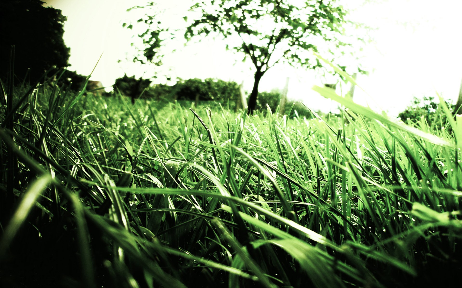 Download Nature Grass HD Wallpaper