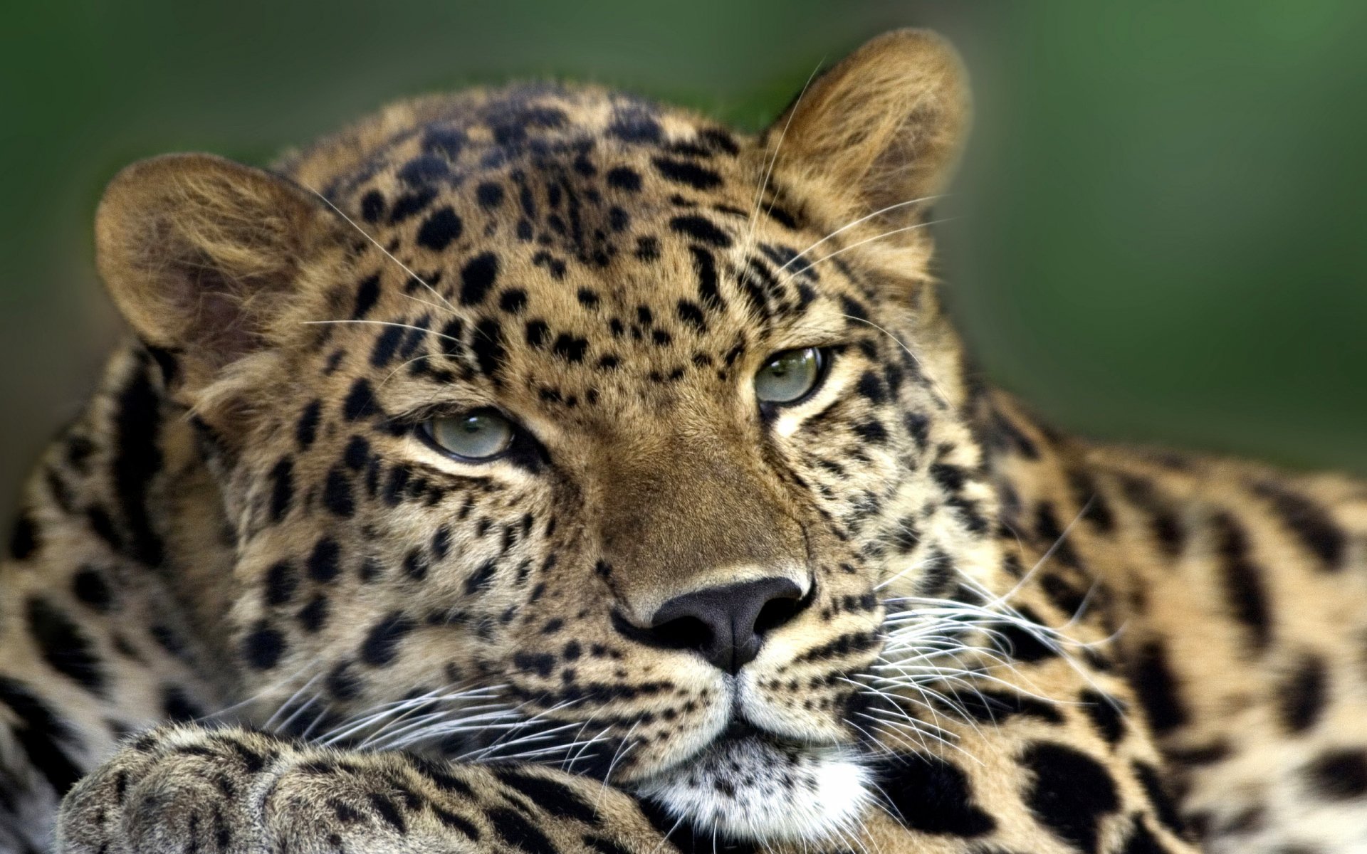 Close-up of a relaxed leopard with a spotted coat and steady gaze, presented as a 2K Quad HD PC desktop wallpaper/background.