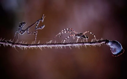 HD desktop wallpaper featuring a detailed close-up of two insects balanced on a thin, spiky twig against a blurred, dark background.
